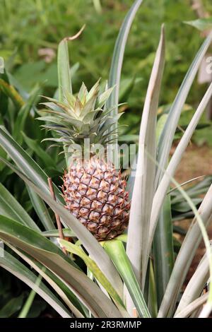 Pineapple (Ananas comosus or Ananas sativus) - Cultivated form Stock Photo