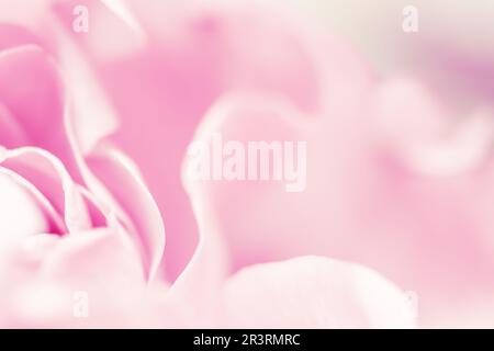 Pink pale rose flower petals, soft focus. Macro flowers backdrop Stock Photo
