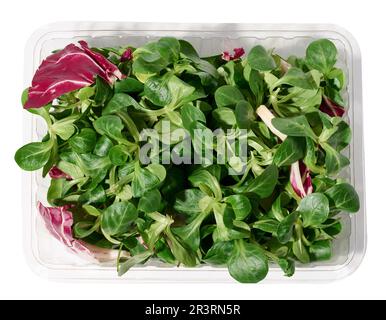 Fresh lettuce leaves  mung bean in a transparent plastic container on a white isolated background, microgreen Stock Photo