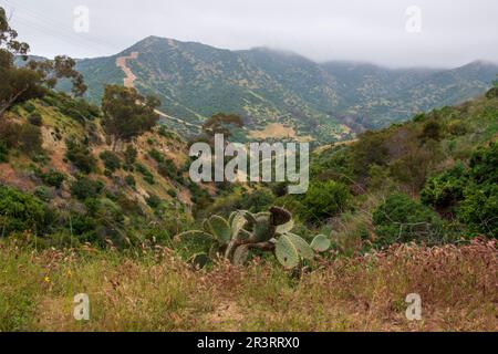 The interior of Catalina Island is well worth an exploratory trip off the coast of southern California. Stock Photo