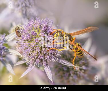 House field wasp 'Polistes dominula' Stock Photo