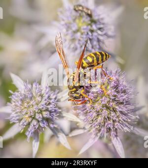 House field wasp 'Polistes dominula' Stock Photo