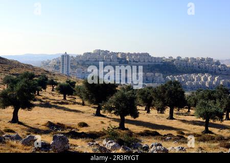 Palestinian Trees Palestinian Olive trees with an Israeli settlement in the background ...