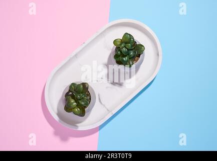 Two ceramic pots with plants on a pink-blue background, top view Stock Photo