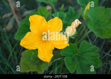 A large yellow zucchini flower in the garden. Flowering of vegetable crops, growing cucumber, pumpkin in the garden. Seedling, p Stock Photo