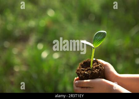 Young green sprout in the hands of a child in the light of the sun on a background of green grass. Natural seedlings, eco-friend Stock Photo
