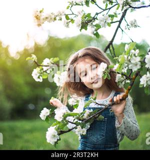 A cute little girl of 5 years old in a blooming white apple orchard in spring. Springtime, orchard, flowering, allergy, spring f Stock Photo