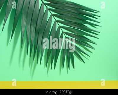 Green palm leaves with shadow on a green background Stock Photo