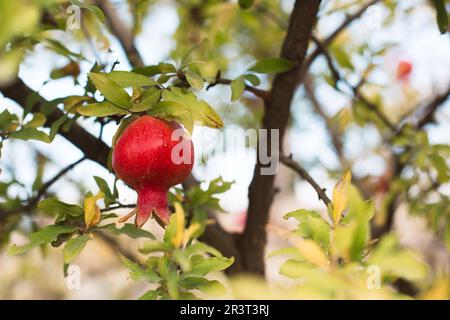 A ripe red pomegranate is hanging on a branch of a fruit tree. Natural food, eco-friendly, orchard Stock Photo