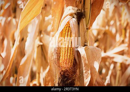 Ripe yellow corn close-up on the background of a dry dried field. Cereals, agriculture, autumn harvest festival, thanksgiving. S Stock Photo