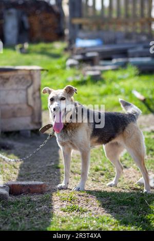 A cheerful big dog with a chain tongue sticking out. dog on a chain that guards the house. A happy pet with its mouth open. Simple dog house in the ba Stock Photo