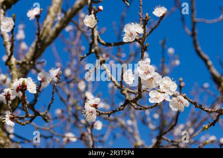 albaricoquero, Prunus armeniaca, Porreres, Mallorca, balearic islands, spain, europe. Stock Photo