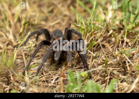 Tarantula (Sericopelma melanotarsum) Curubande de Liberia, Costa Rica wildlife Stock Photo