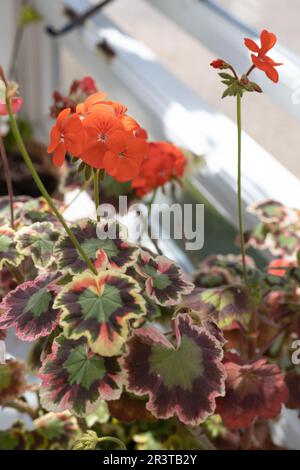 Flowering pelargonium 'Mrs. Pollock'. Stock Photo