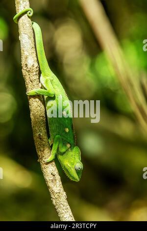 Warty chameleon spiny chameleon or crocodile chameleon (Furcifer verrucosus), Isalo National Park Stock Photo