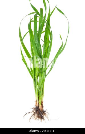 Medicinal plant: Elytrigia repens. Couch-grass Stock Photo