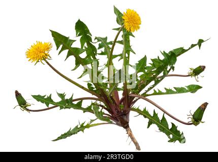 Medicinal plant: Dandelion (Taraxacum officinale) Stock Photo
