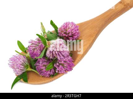 Clover flower tea on the wooden spoon Stock Photo