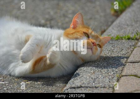 Lying on the pavement, red, white domestic cat Stock Photo