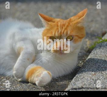 Lying on the pavement, red, white domestic cat Stock Photo