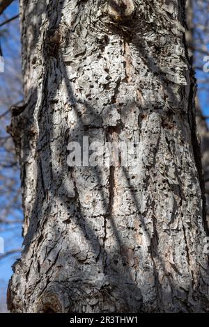 Close up of hole drilled in wood Stock Photo - Alamy
