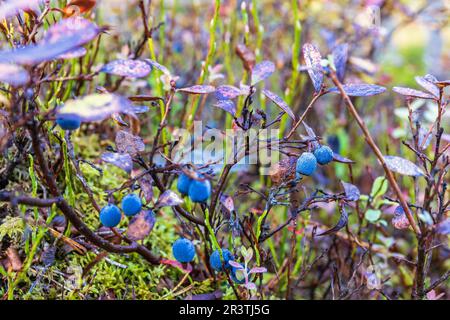 Ripe blueberries in the forest in autumn in Sweden Stock Photo