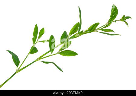 Medicinal plant. Knotweed or polygonum aviculare Stock Photo