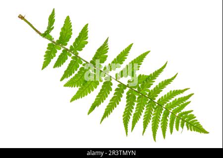 Fern isolated on white background Stock Photo