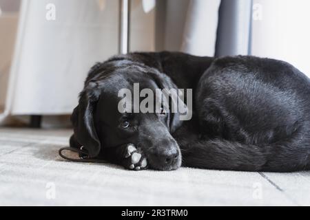 Black Labrador who works as a guide dog for a blind woman. Assistant for the blind person. sitting resting Stock Photo