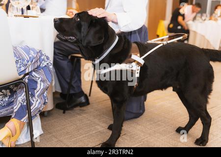 Black Labrador who works as a guide dog for a blind woman. Assistant for the blind person. In a restaurant with his owner Stock Photo