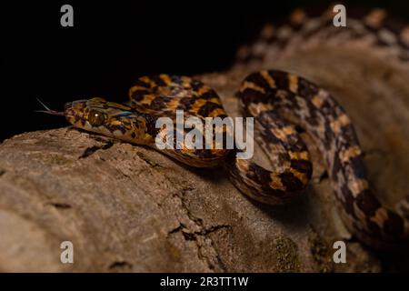 Snake Lycodryas Ampijoroa tree snake (Lycodryas pseudogranuliceps), on tree trunk in ...