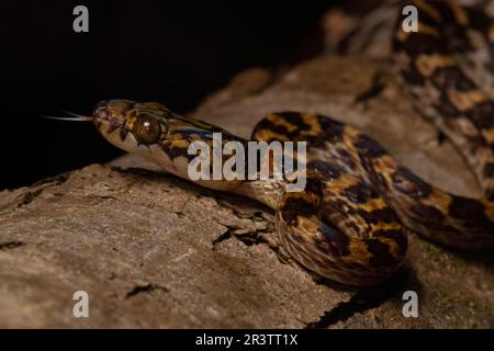 Snake Lycodryas Ampijoroa tree snake (Lycodryas pseudogranuliceps), frontal view, on ...
