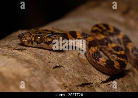 Snake Lycodryas Ampijoroa tree snake (Lycodryas pseudogranuliceps), portrait, on tree ...