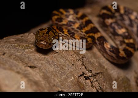 Snake Lycodryas Ampijoroa tree snake (Lycodryas pseudogranuliceps), on tree trunk in ...