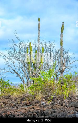 Palo santo (Bursera graveolens) and candelabra cactus (Jasminocereus thouarsii), Santa Cruz Island, Galapagos, Ecuador, Unesco World Heritage Site Stock Photo