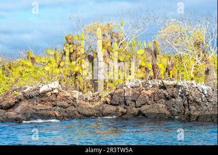 Palo santo (Bursera graveolens), nopale candelabra cactus (Jasminocereus thouarsii) and giant prickly pear, Santa Cruz Island, Galapagos, Ecuador Stock Photo