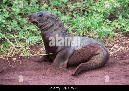 Galapagos sea lion pup (Zalophus californianus wollebaeki) Stock Photo