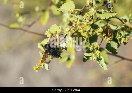 Galapagos carpenter bee (Xylocopa darwini) collecting nectar, Bahia Urvina, Isabela Island, Galapagos, Ecuador, Unesco World Heritage Site Stock Photo