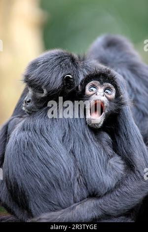 Black-Headed Spider Monkey, female with young (Ateles fusciceps robustus) Stock Photo