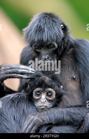 Black-Headed Spider Monkey, female with young (Ateles fusciceps robustus) Stock Photo