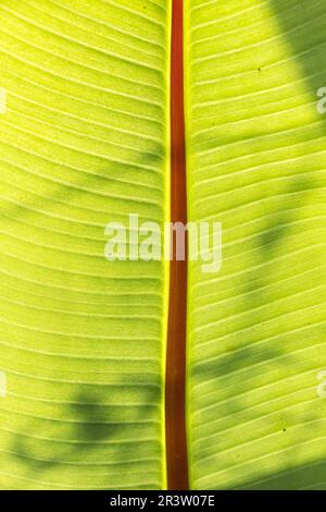 Ensete ventricosum, banana in back light Stock Photo