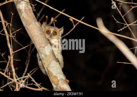 Madame Berthe's mouse lemur, Microcebus berthae, Madagascar wildlife animal Stock Photo