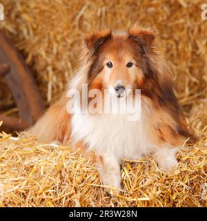 Sheltie, male, sable-white, 12 years old, Shetland Sheepdog, old dog Stock Photo