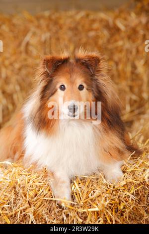 Sheltie, male, sable-white, 12 years old, Shetland Sheepdog, old dog Stock Photo