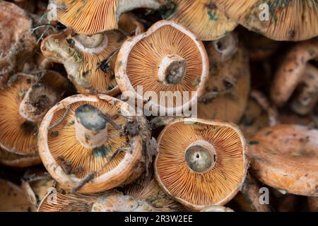 Edible mushroom of variety Esclata-Sang Stock Photo