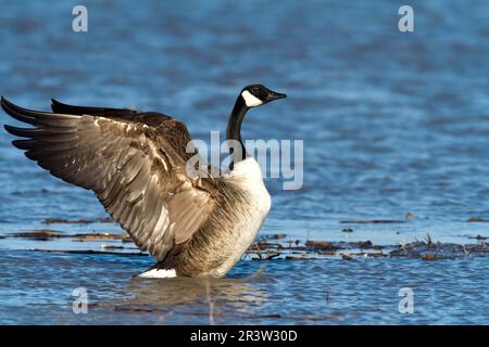 Canada goose (Branta canadensis) flapping her wings canadensis, Province of Quebec, Canada, Fluegel schlagend Stock Photo