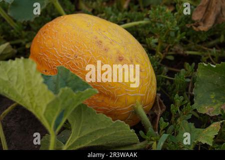 Fresh ripe juicy melon growing in field. Melon in a farm field. Top view, close-up. Stock Photo