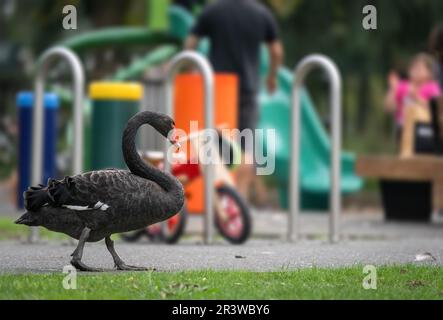 Black swan walking in the kid’s playground in Western Springs Park. Out-of-focus people and slides in the background. Auckland. Stock Photo