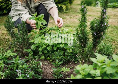 Woman picking lemon balm leaves from organic herb garden. Green herbal plant Stock Photo
