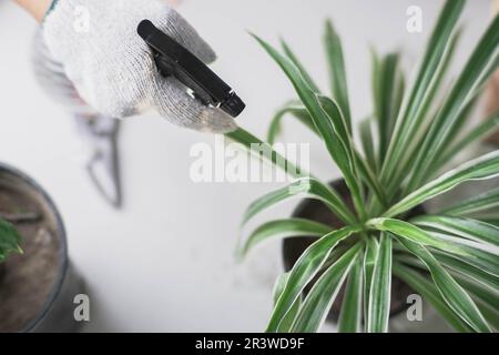 Young woman gardener using foggy spray to water houseplants. Close-up of female hands in gloves caring for small plants in pots. Owner start up small Stock Photo